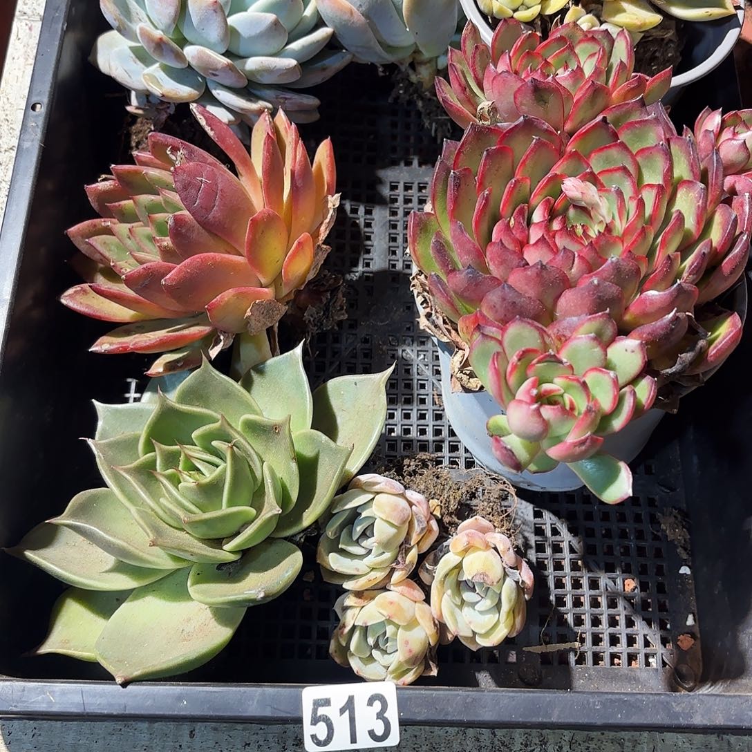 多肉植物宽拍53号