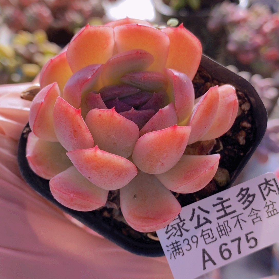 海棠贝瑞单头675多肉酱