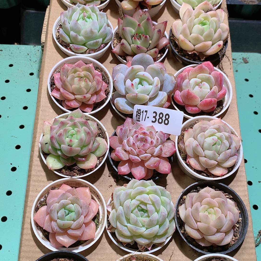 17-388一物一拍带盆18颗