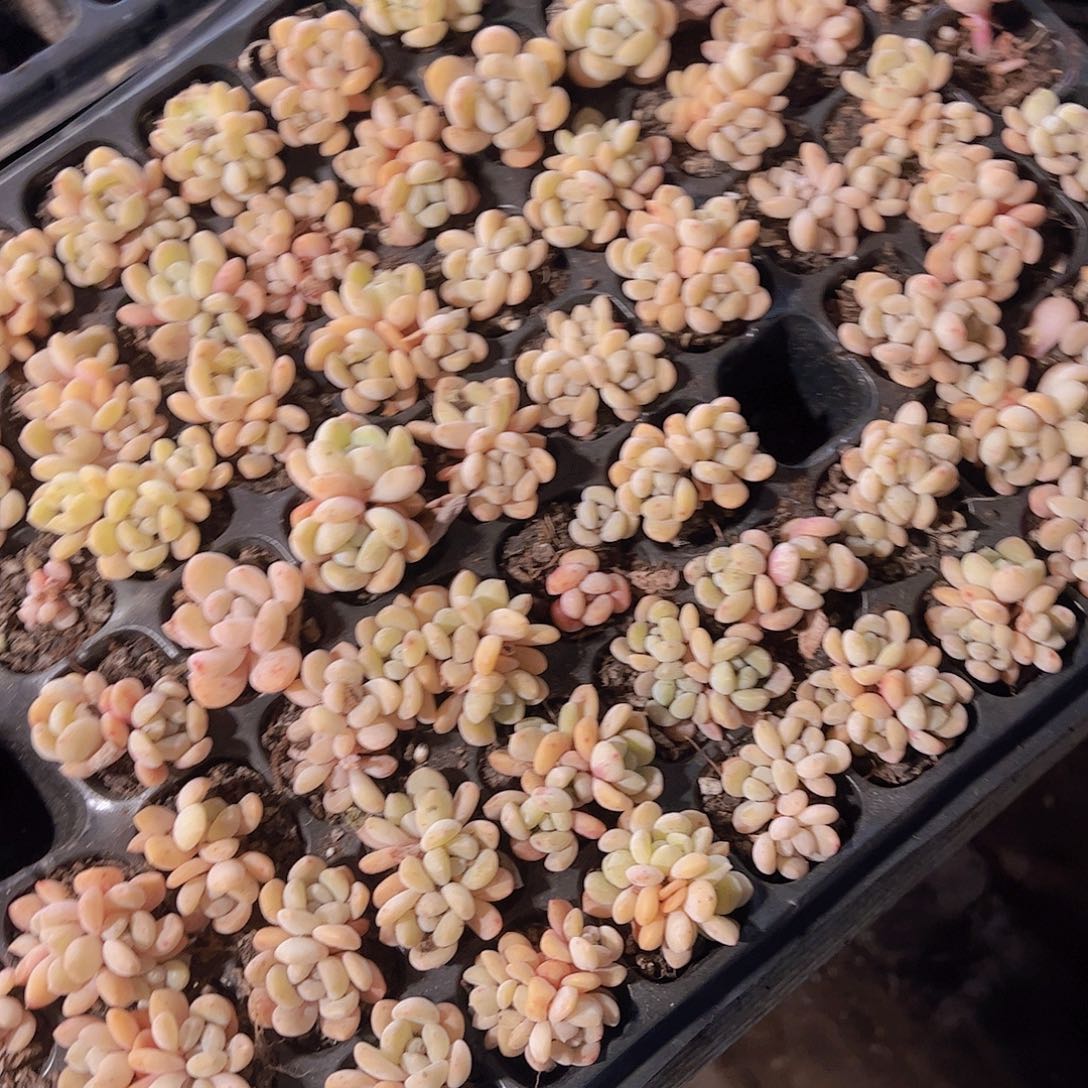 直播小冰城20颗量拍