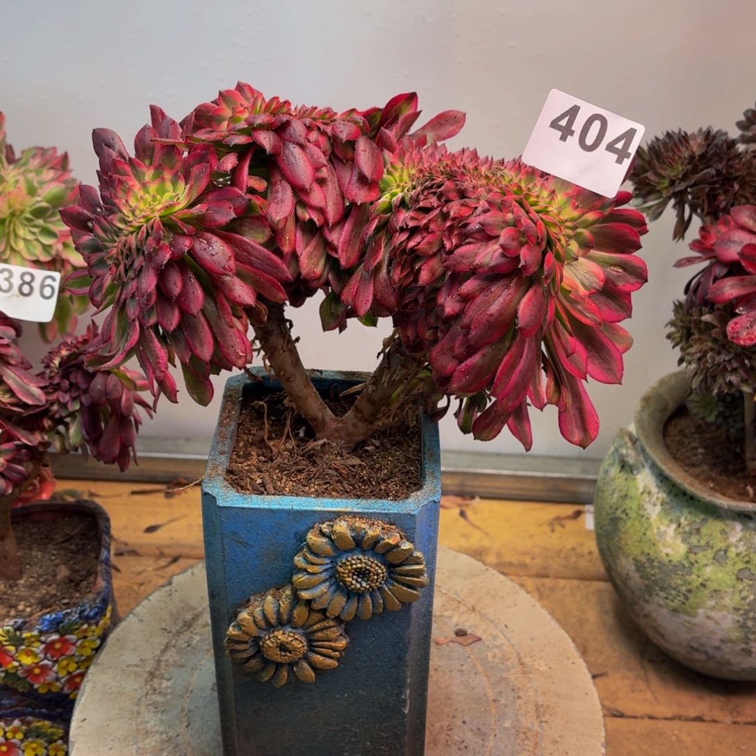 多肉法师舞天姬缀404