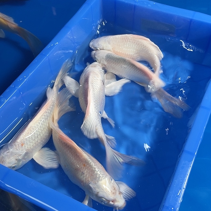 观赏鱼，精品蝴蝶鲤