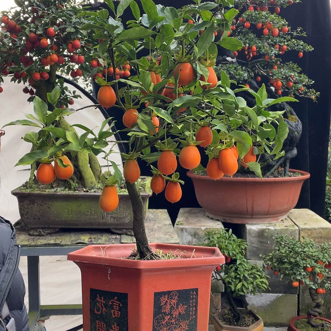 金弹子盆景喜欢的来