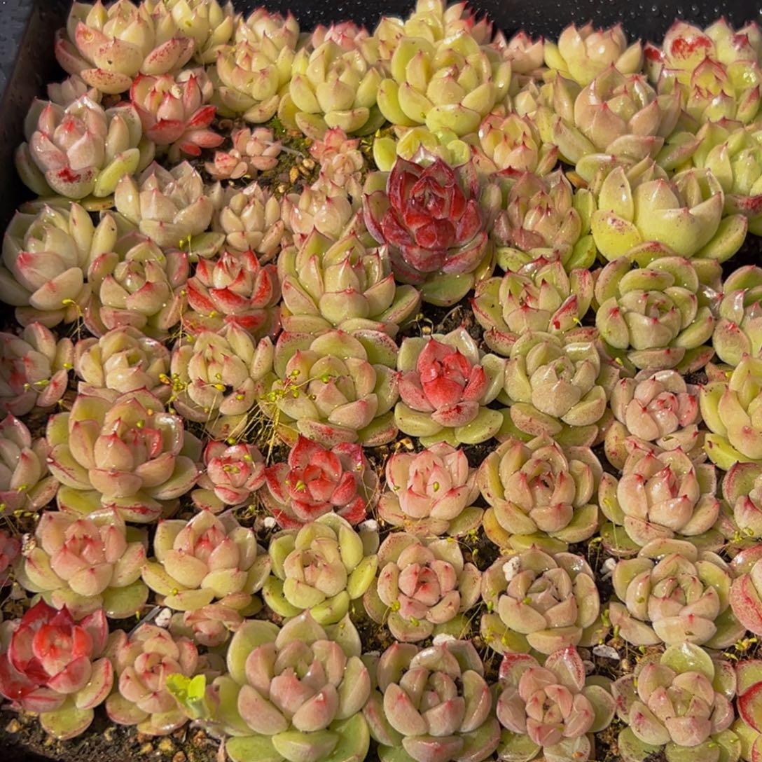 166多肉葡萄的味道是什么味道