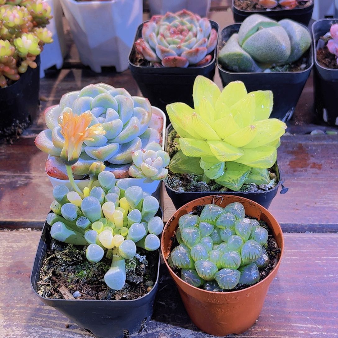 五十锦➕冰玉单➕姬雨露➕黄金雨露