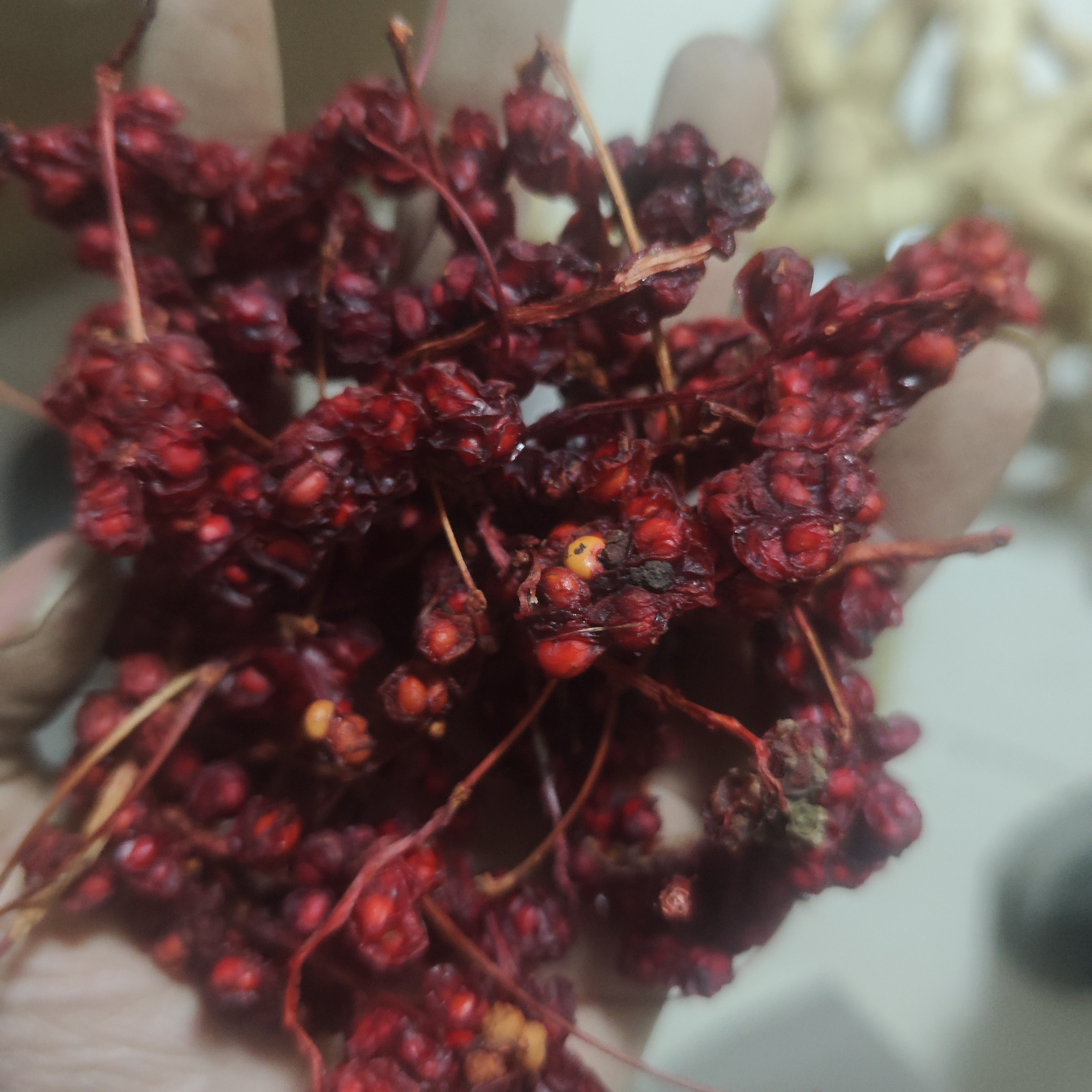 甘肃深山采摘手工挑选