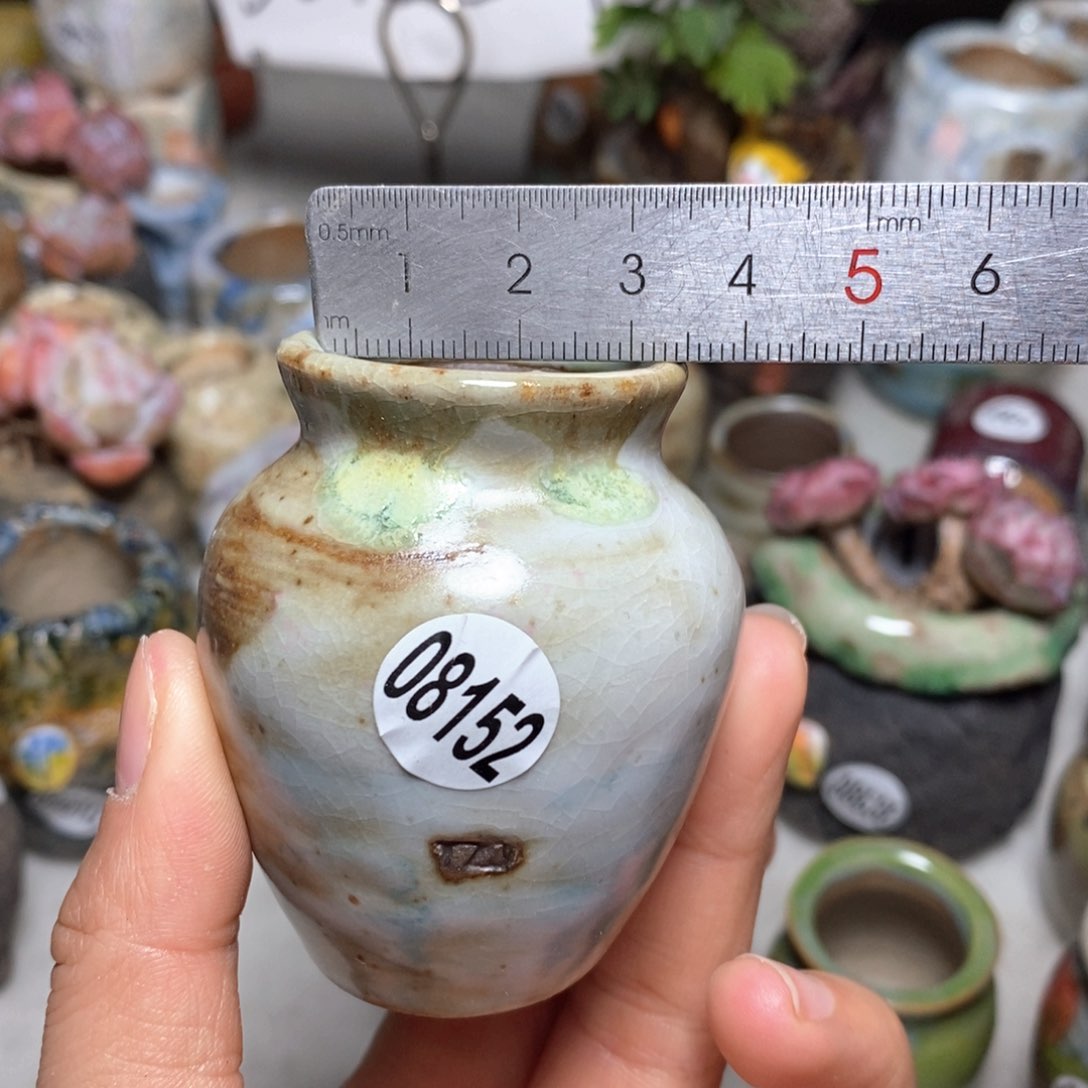 花盆拍5送一个小礼物