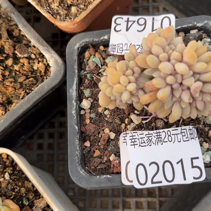 幸运儿的故事也是很有意思幸运