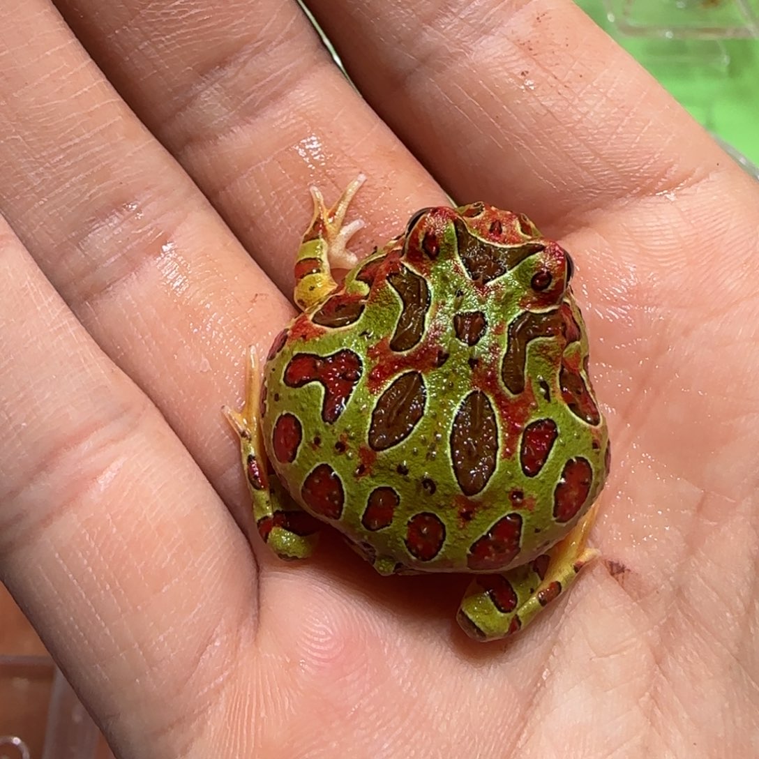 双色钟角蛙顿嘴～～