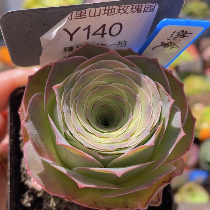 热爱玫瑰一物一拍140