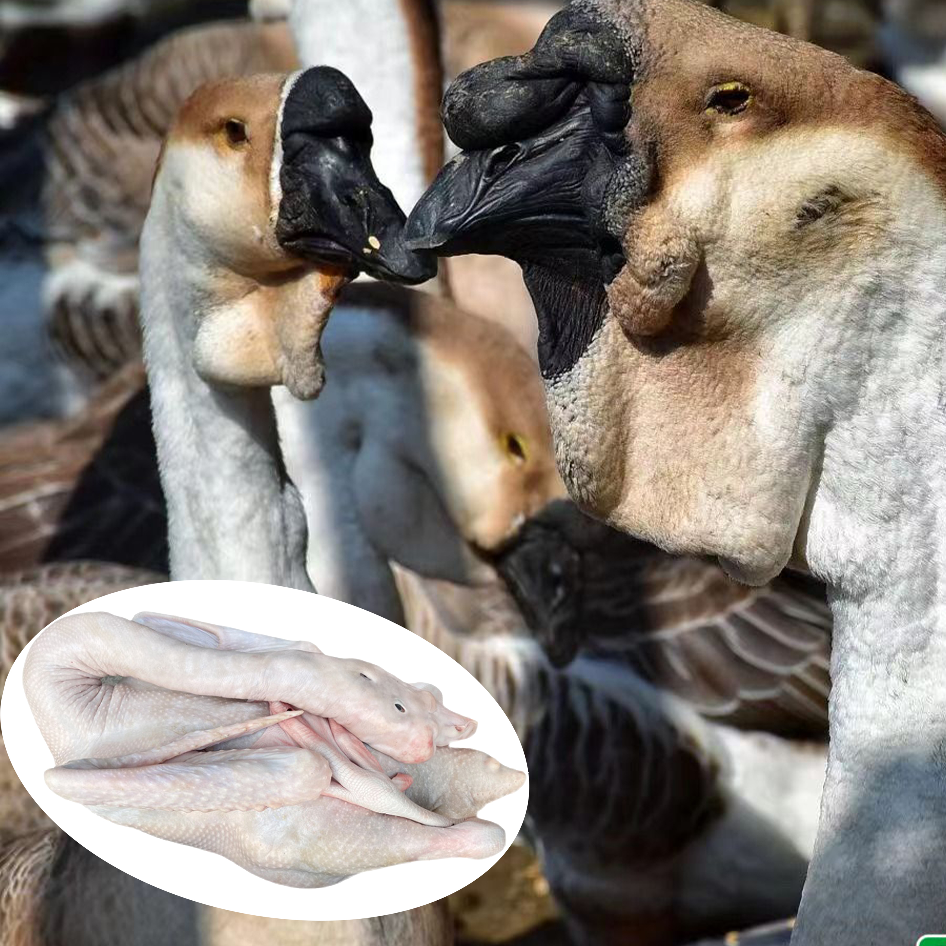 【辉煌农业】青年挂脖脱温狮头鹅肉质鲜美农场散养