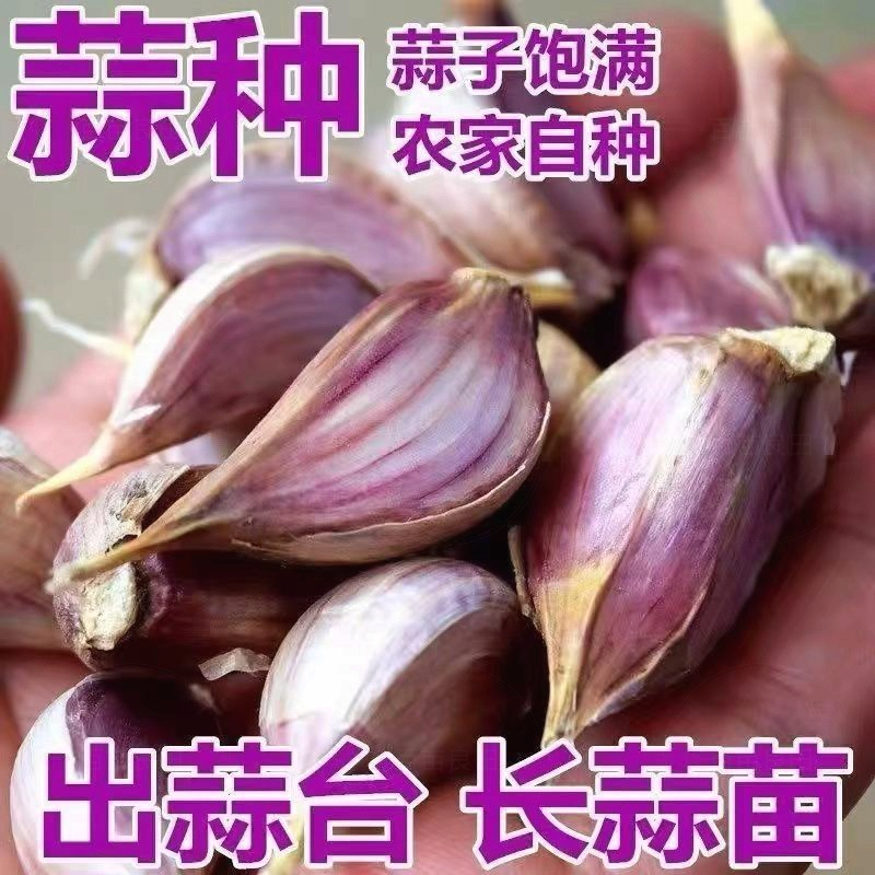 金乡紫皮大蒜瓣吃种正宗早蒜苗蒜台蒜手工蒜红根蒜批发寒蒜川蒜子