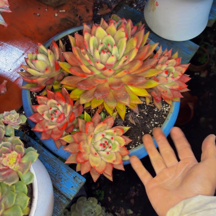 燕***子老桩精品肉肉粉钻带盆