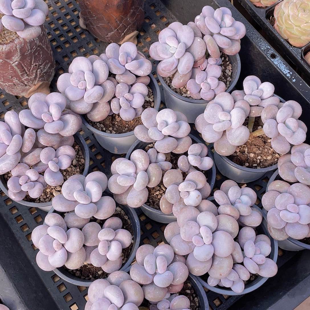 量拍57号 大叶奶水光针原始奶大群生一个