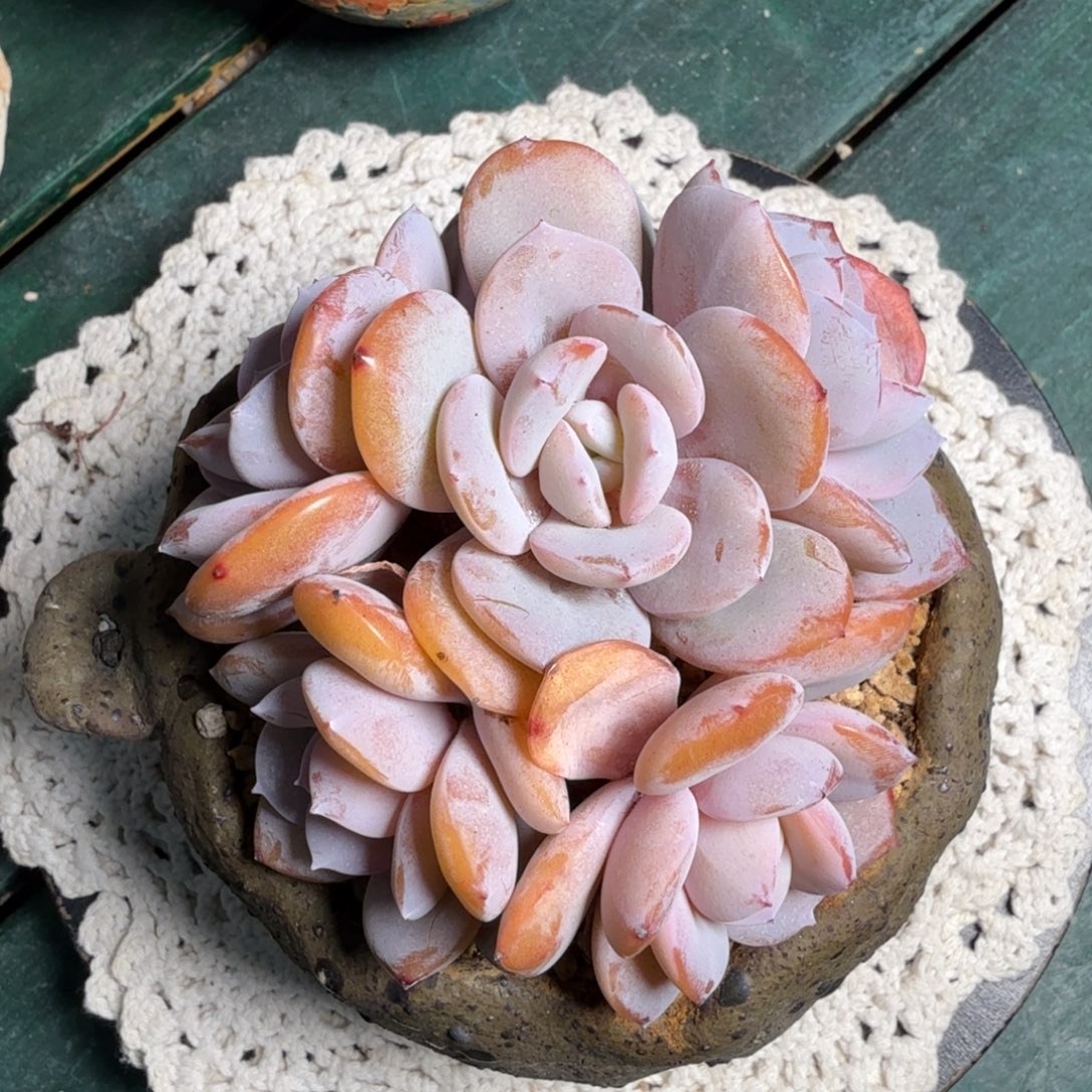 奶茶一物一拍拍下不退不换