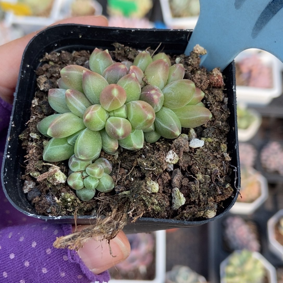 511千代田多肉植物