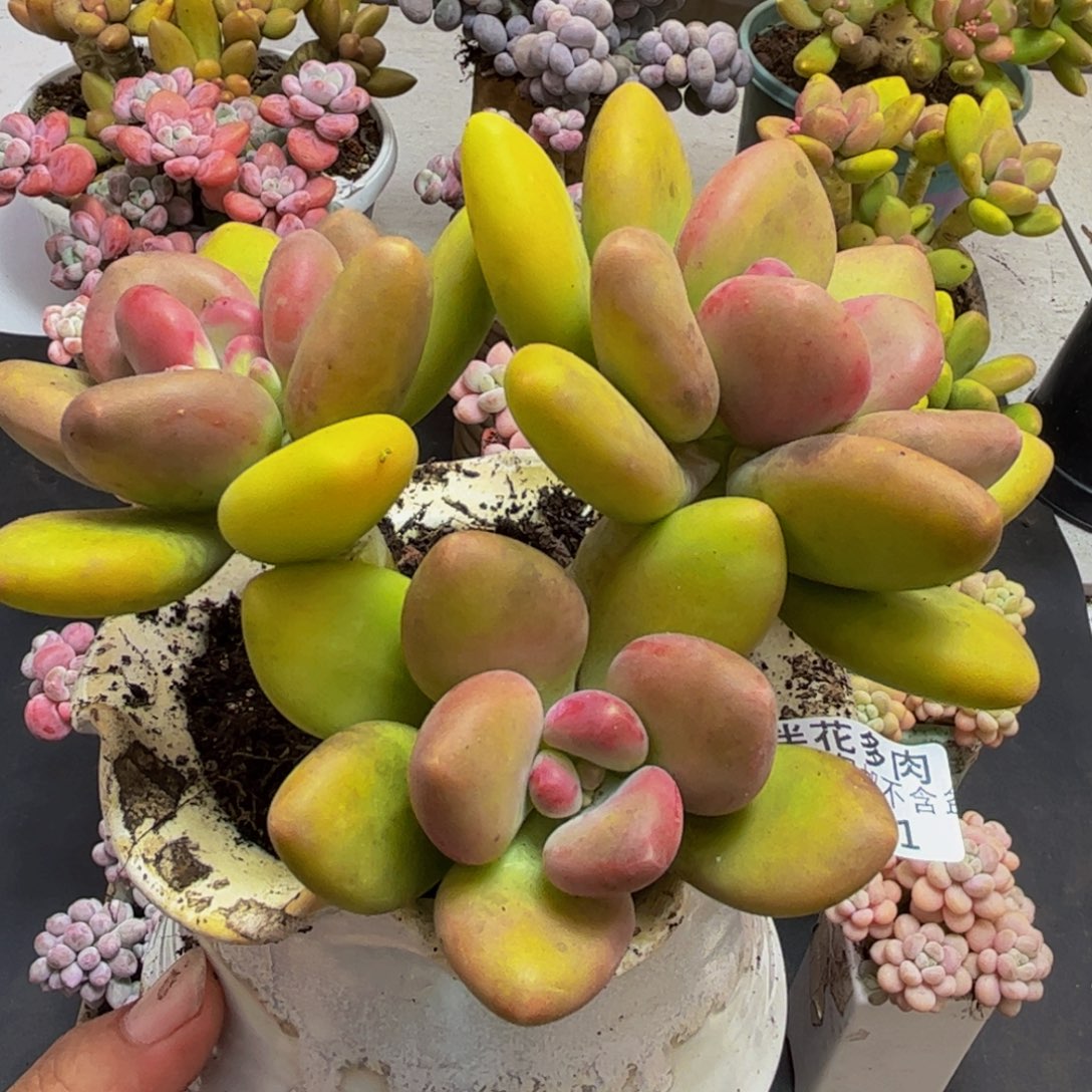 991芒果奶13cm多肉