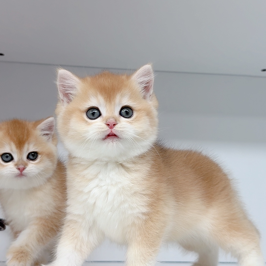 金渐层大眼睛矮脚弟弟