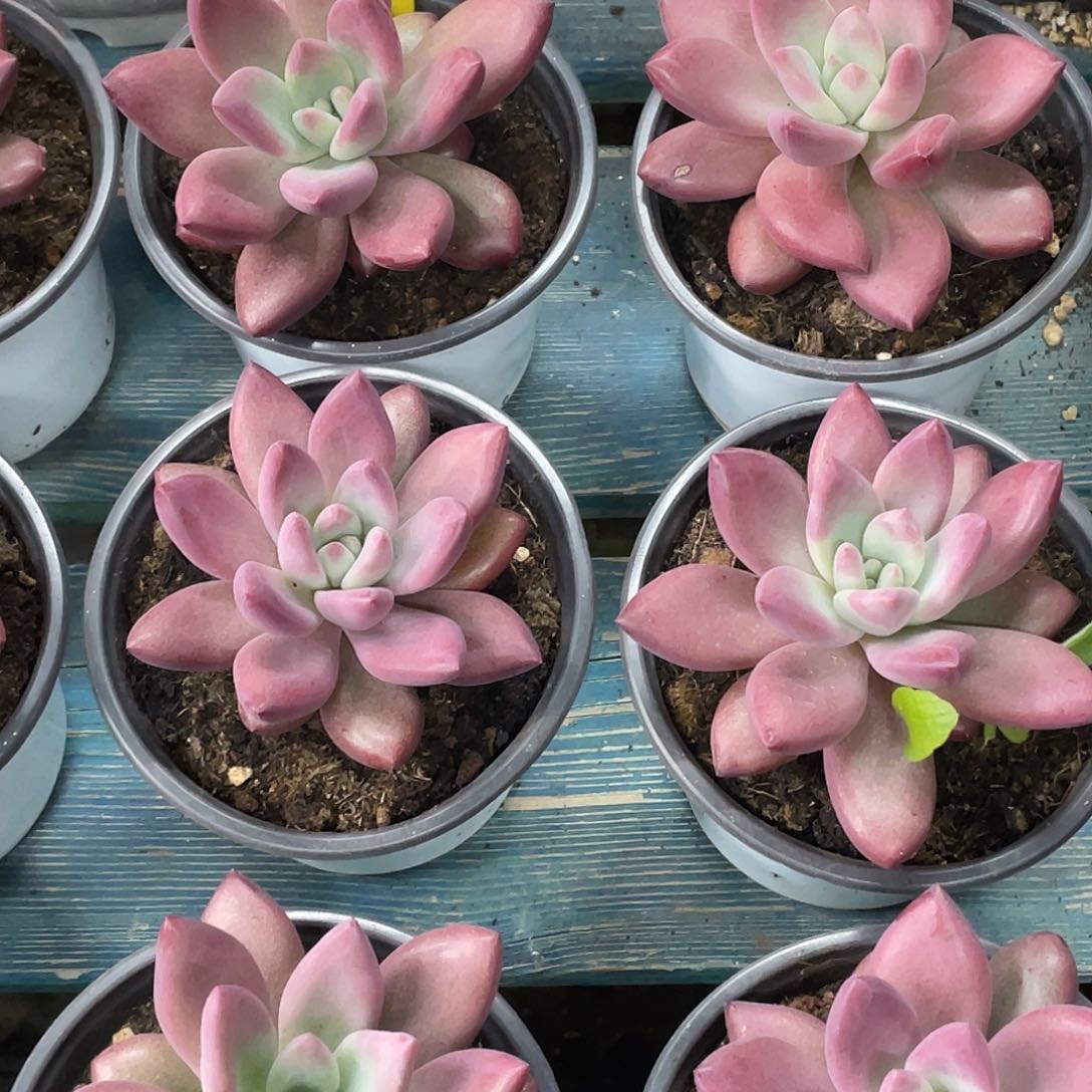 这么样我就没赫飞机鱼5666