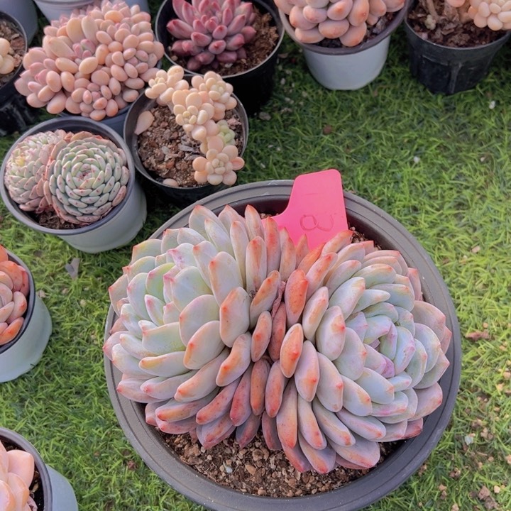 S****d健健康康平平安安