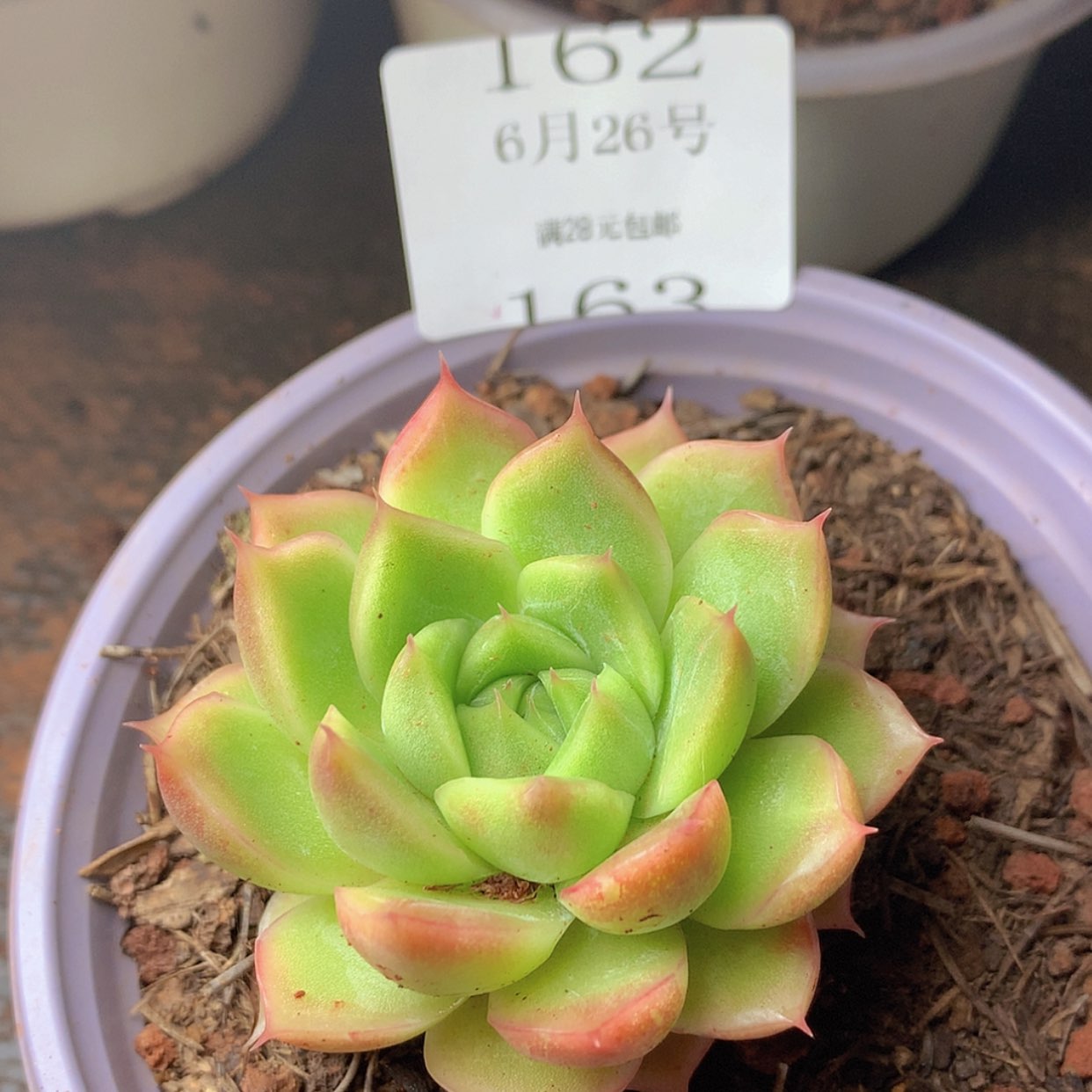 【闪购商品】云162号