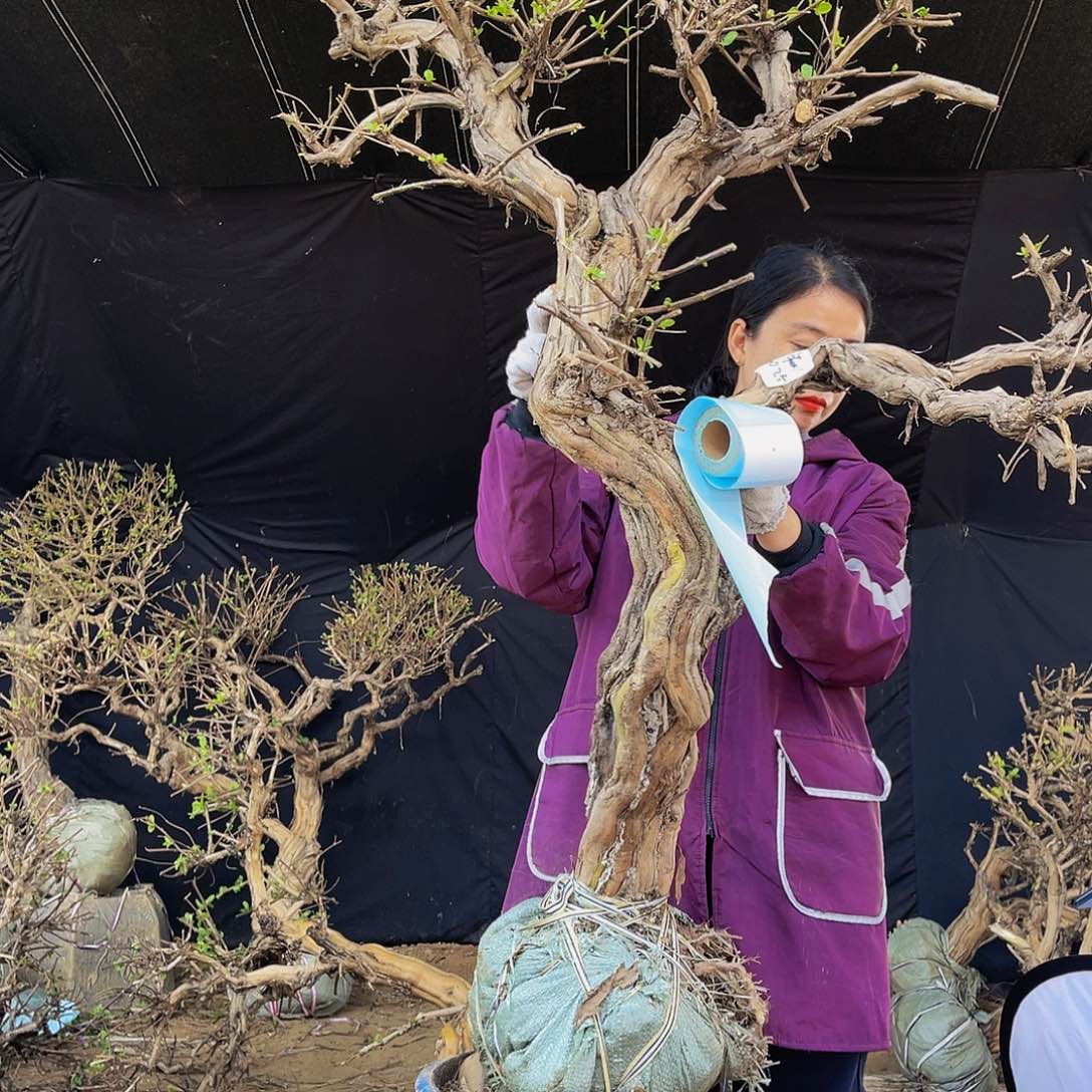 无花朵金银花的故事是一个