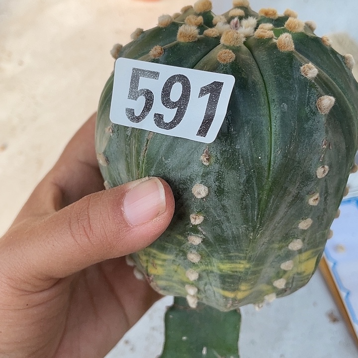 591号三角嫁接都仅一颗