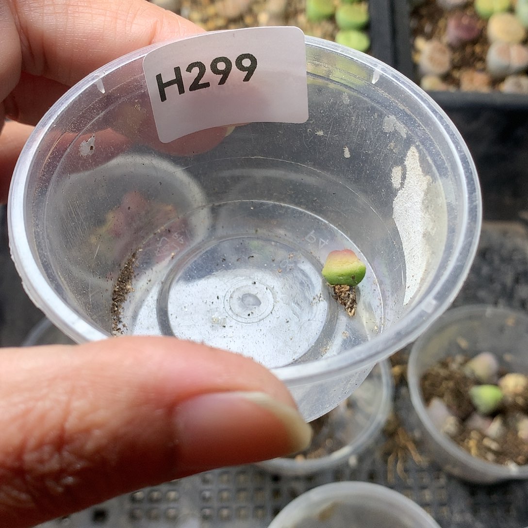 可***你H299多肉植物保护