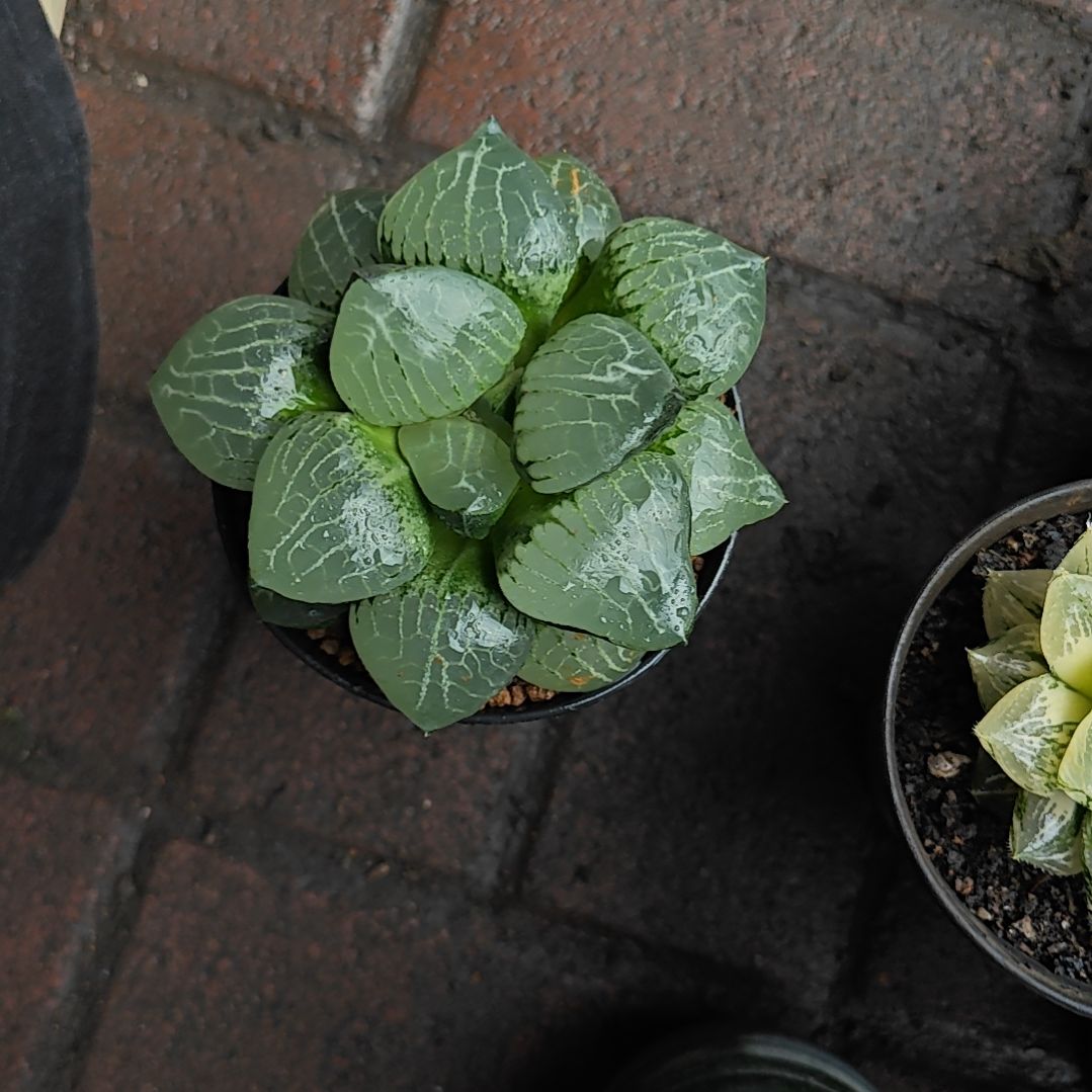 水晶克一颗多肉植物原盆土