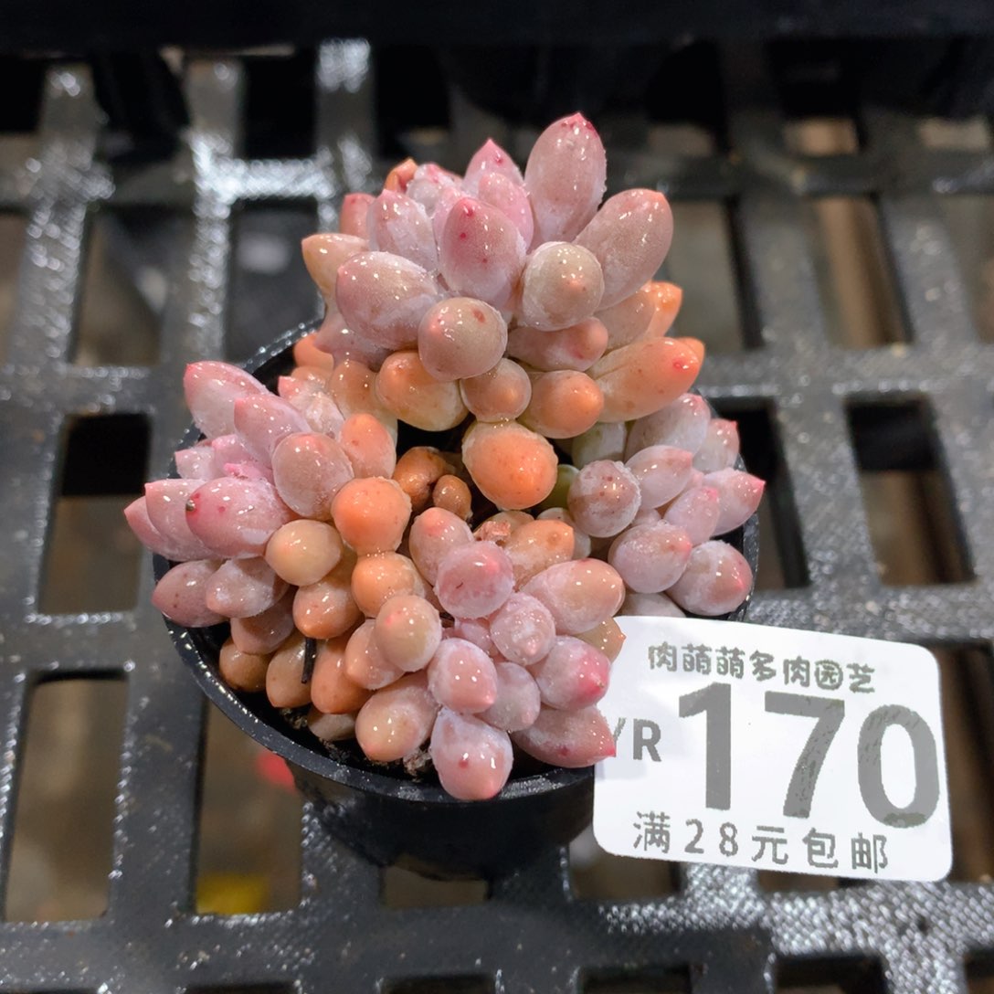 肉萌萌拇指盆精控多肉YR170