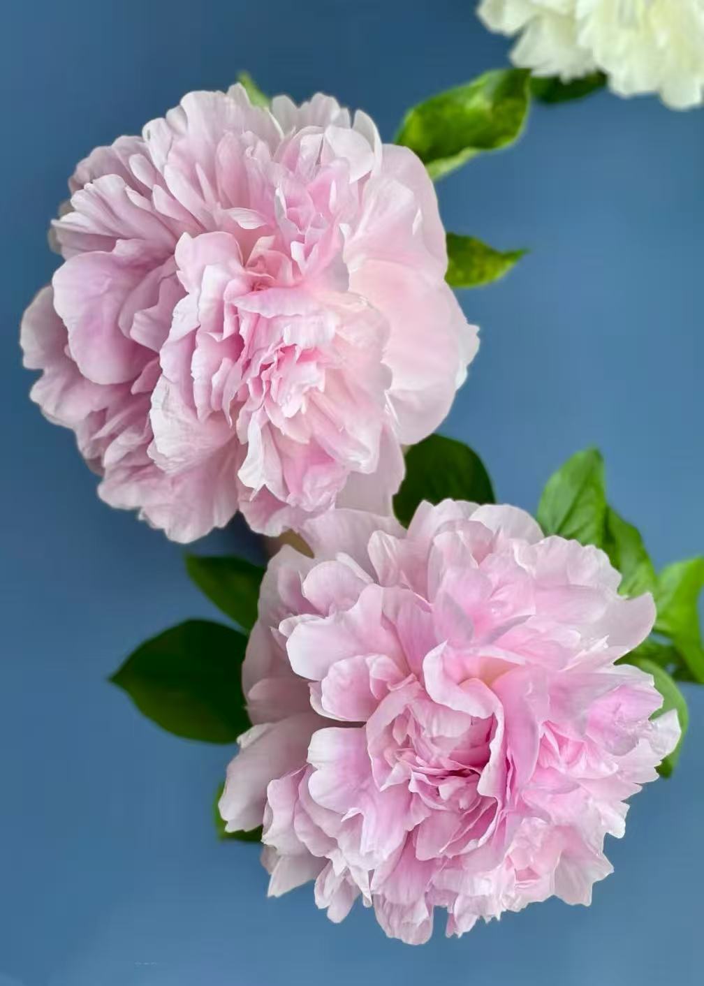 【兰花女士】观赏性芍药 先发肥料 秋天发种苗