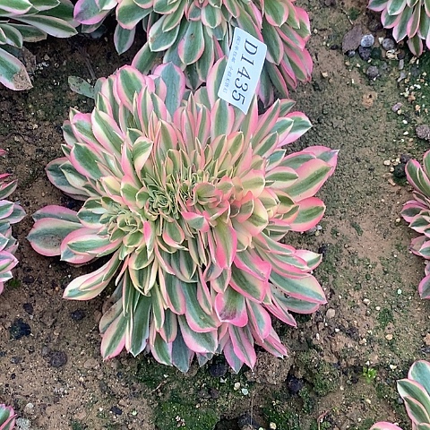 1435女巫多肉缀化