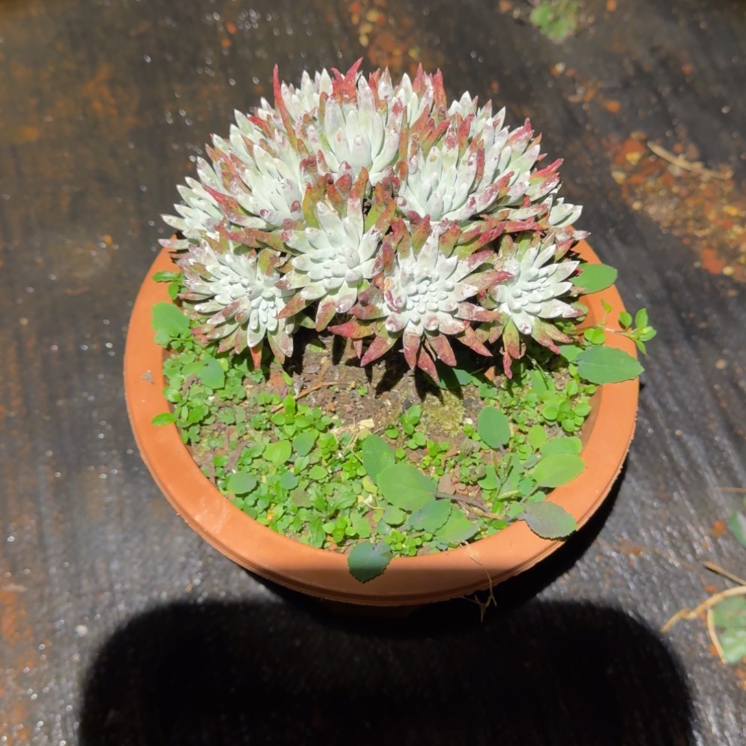 白菊仙女杯多肉植物