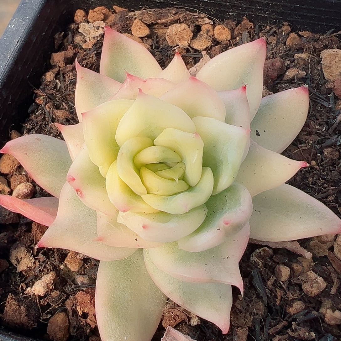 东云锦，多肉植物