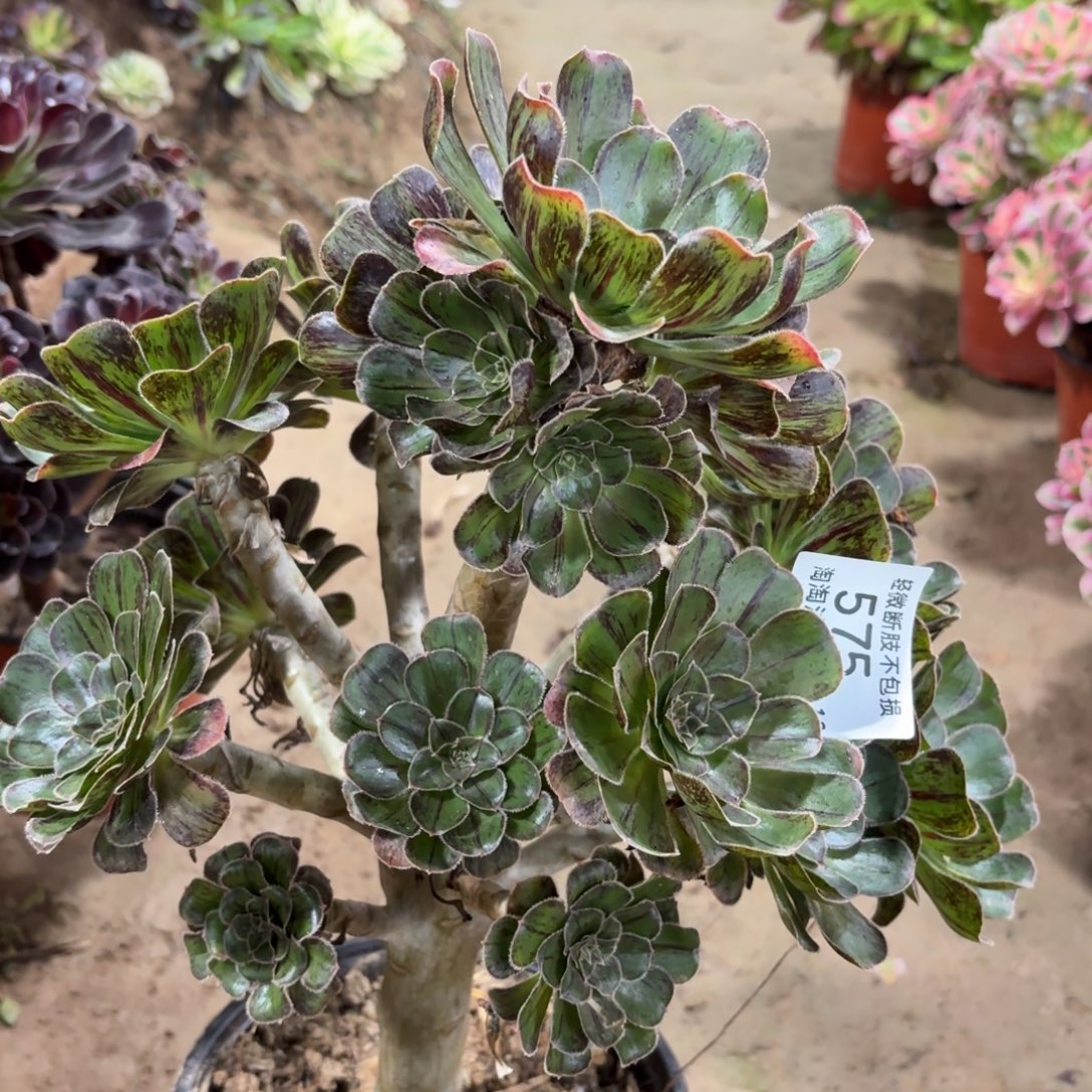 575拉丝锦多肉植物法师