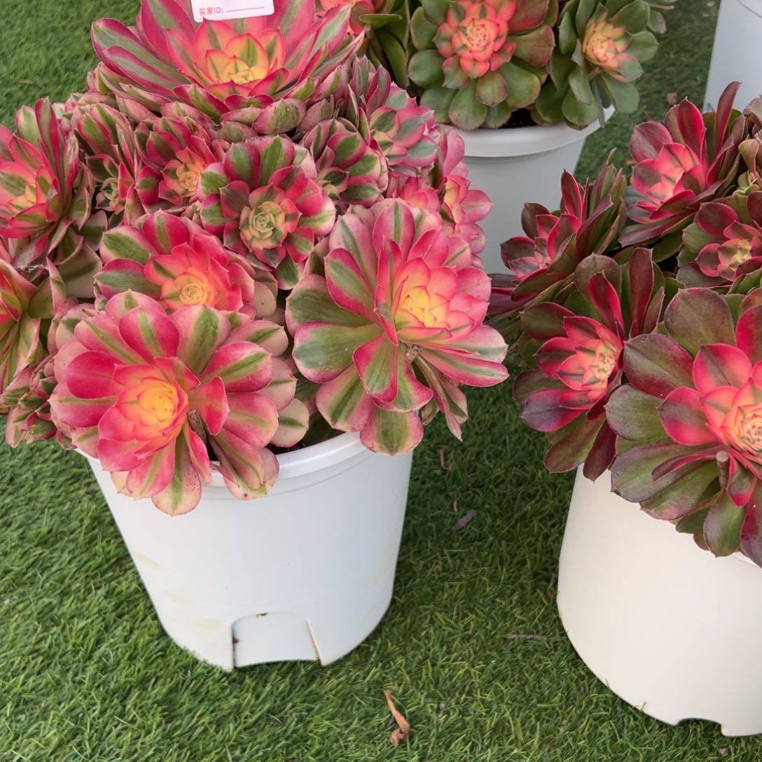 228，229，多肉植物法师