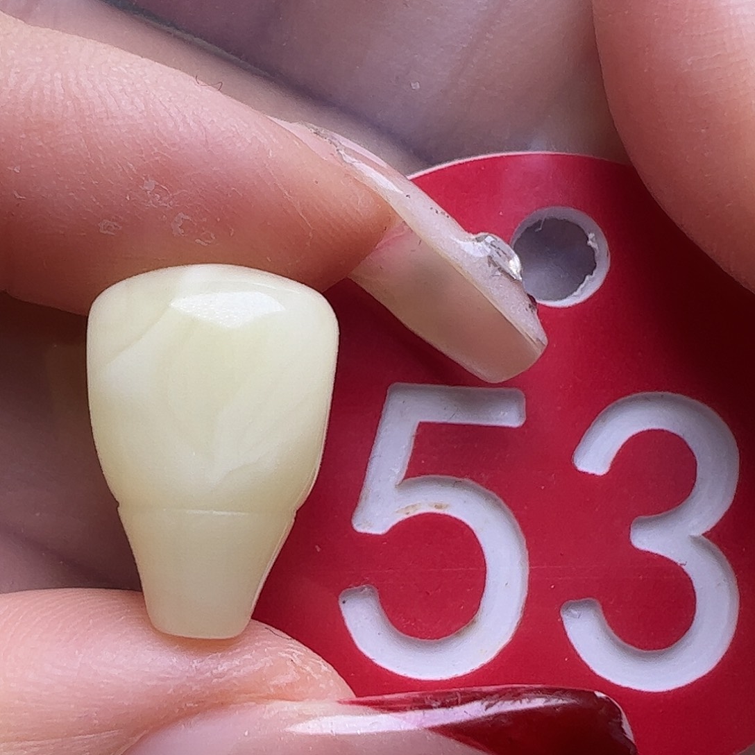 蜜蜡未镶嵌珠宝奇石10.7mm白蜡三通