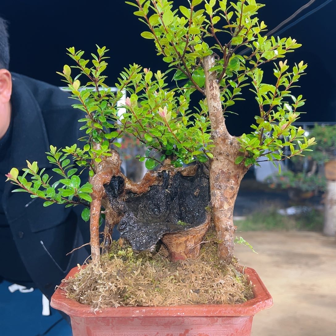 以实际为准山采赤楠