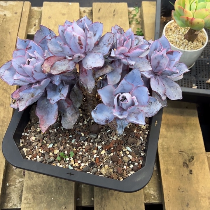 晚霞处理脱土发货