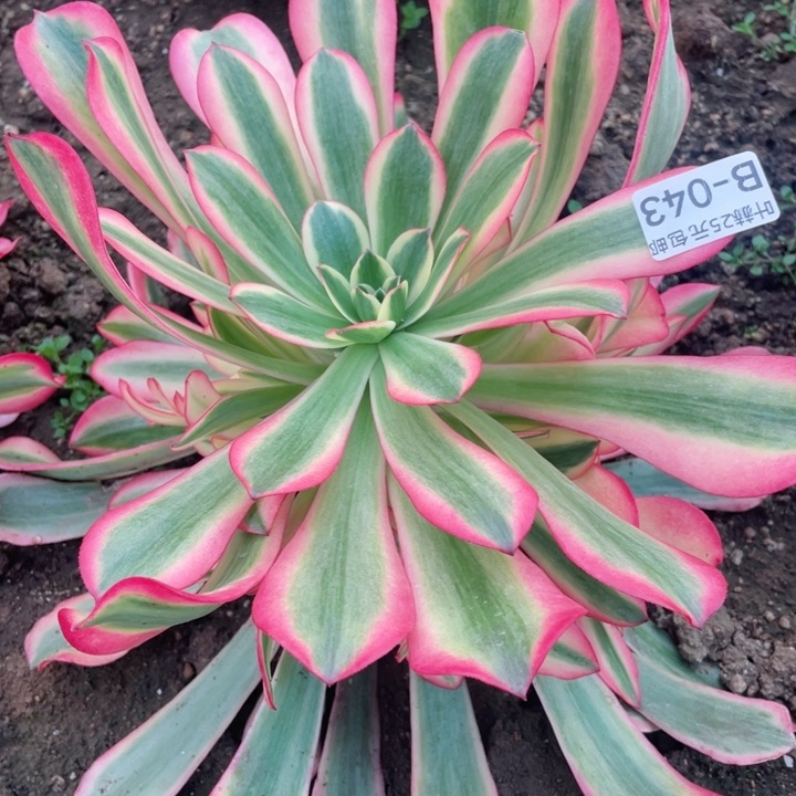 43美杜莎粉体多肉12345678