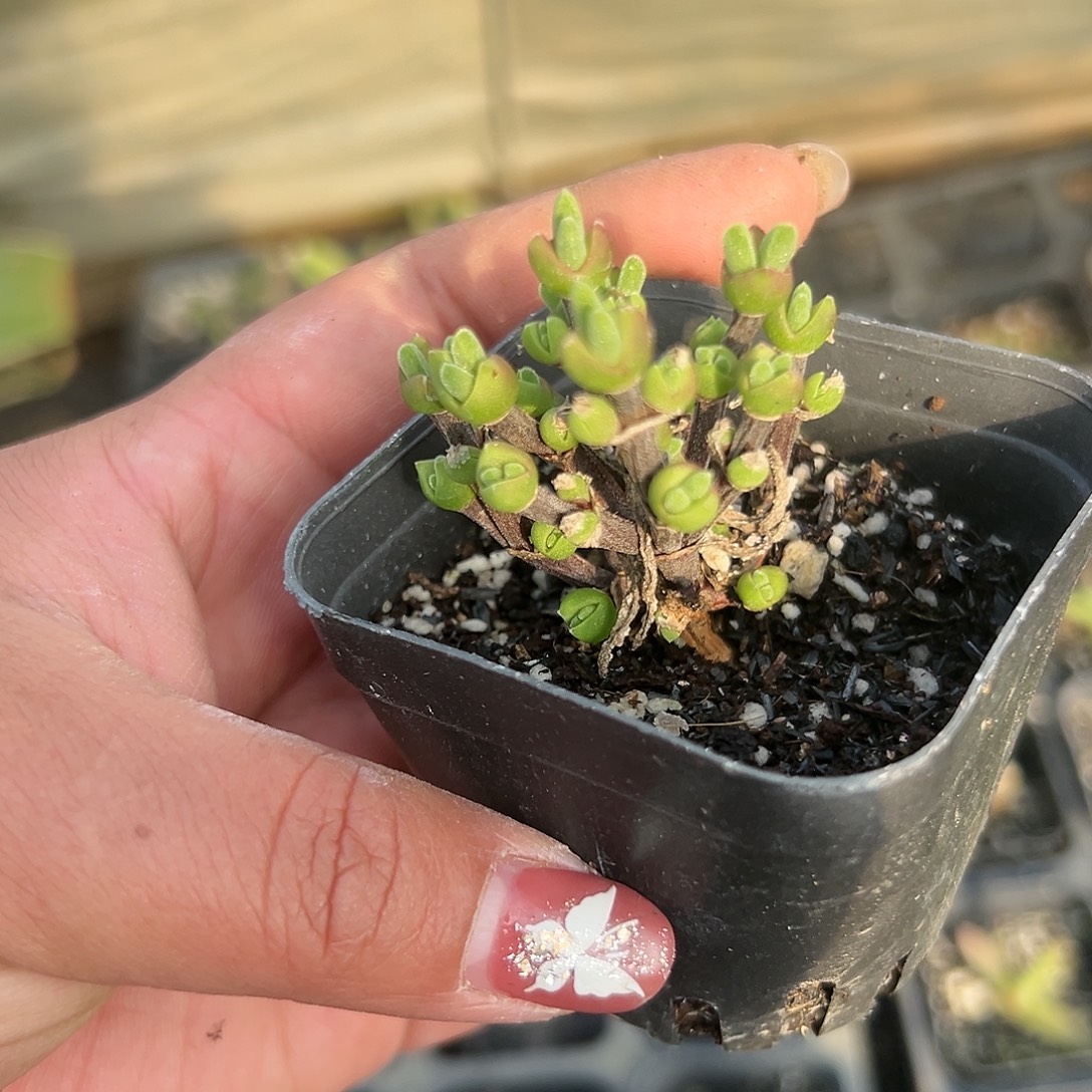多肉植物多肉植物