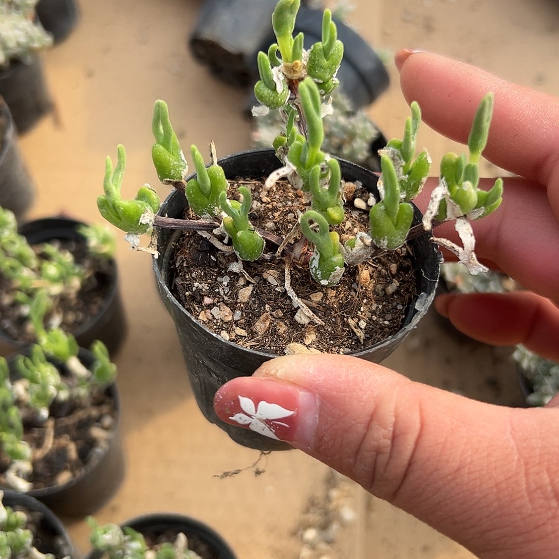 多肉植物冰糕兔耳