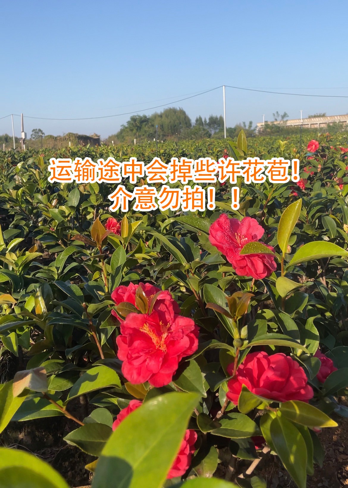 重瓣【夏日七星】山茶花四季开花好养易活室内外种植