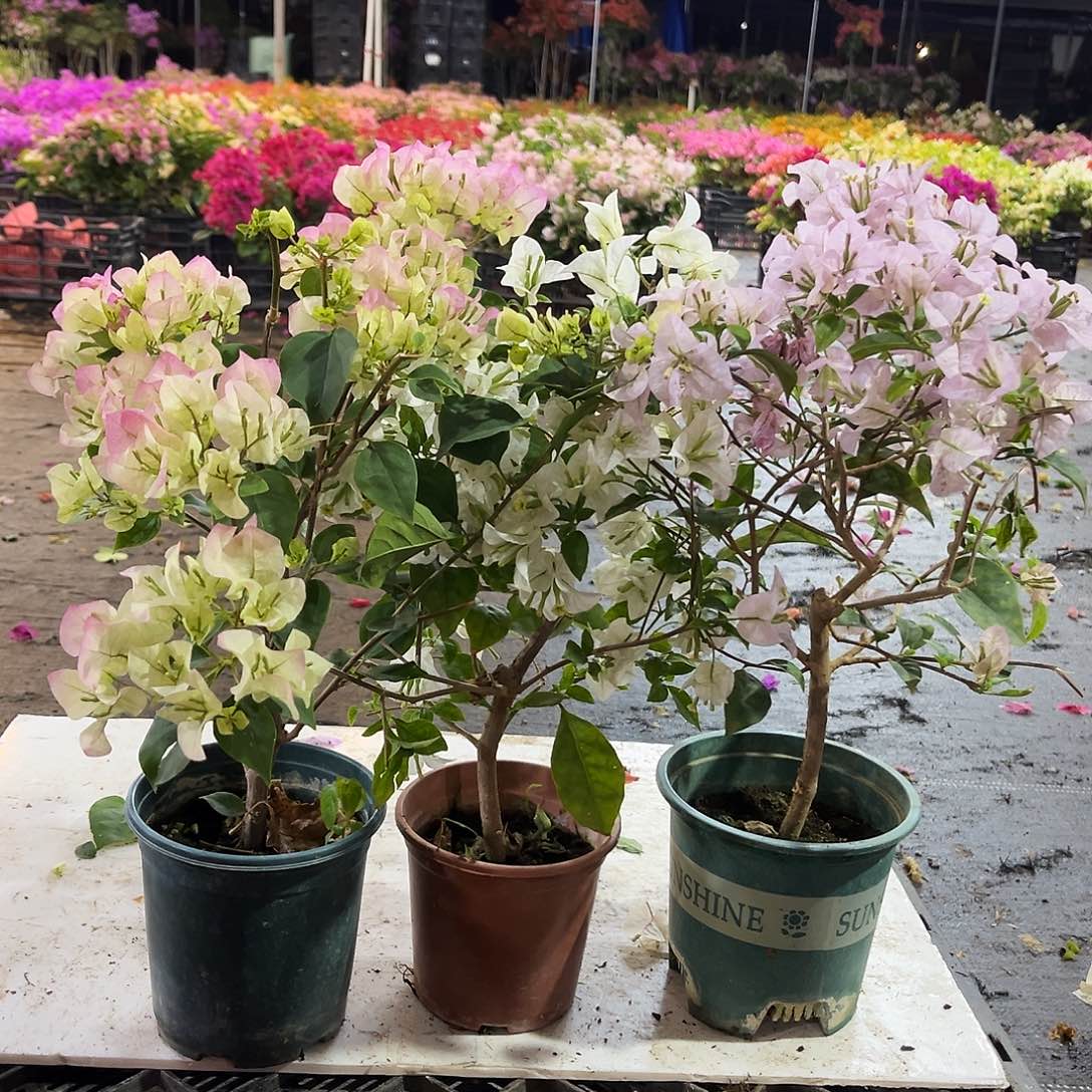 大部分花苞少量开放绿樱，白雪公主，苹果花