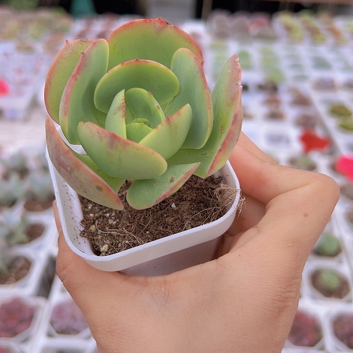 碧桃19包邮多肉植物