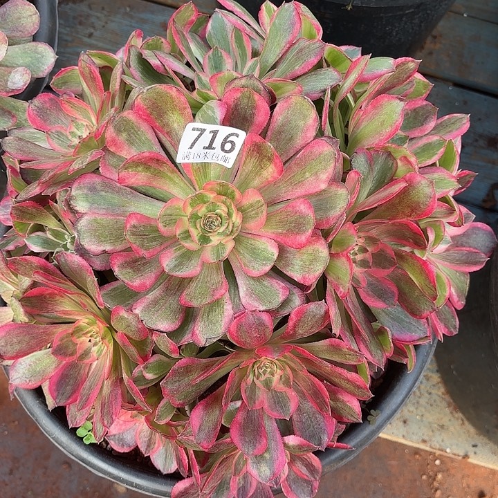 716赤子心诺米多肉法师锦不包侧枝断枝微微冻伤