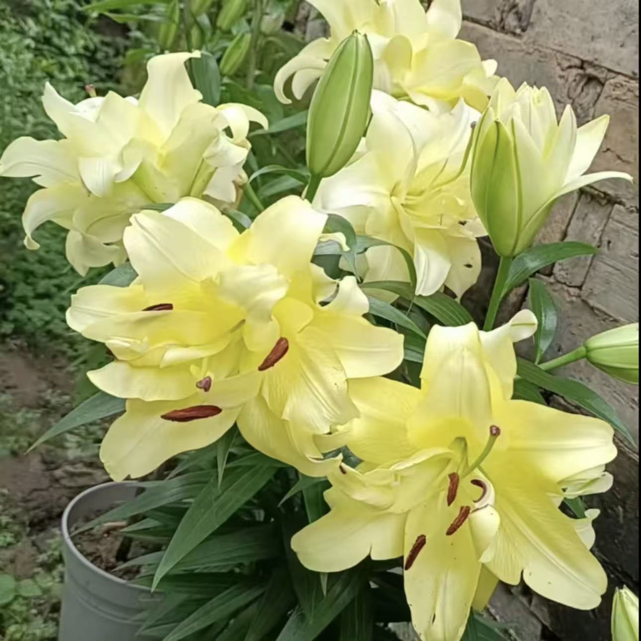 异国阳光 香水秋百合进口种球16cm带芽重瓣耐寒耐热庭院阳台种植