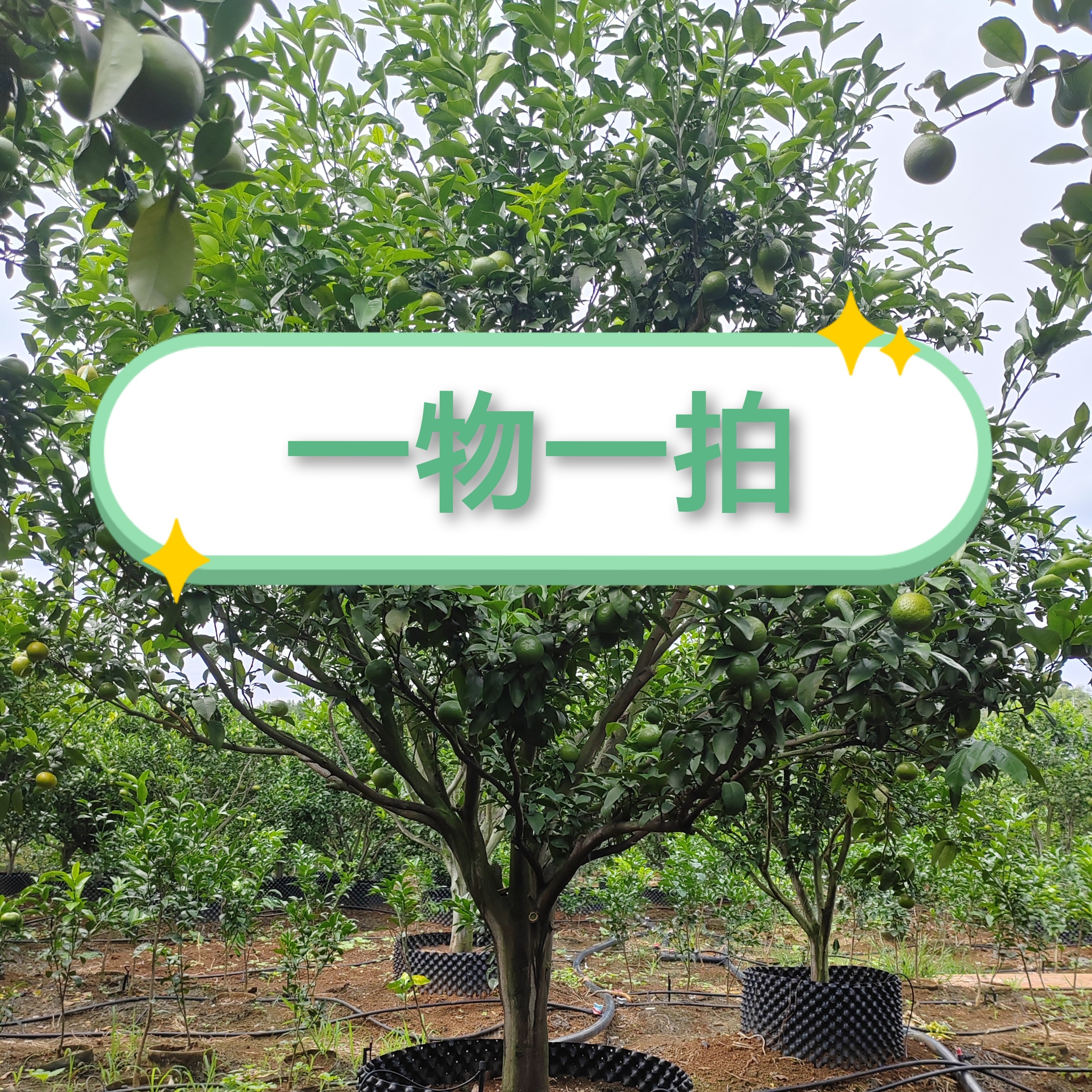 [质诚农业]]盆景老桩绿植/庭院花园绿化观赏/（脆蜜金柑）一物一拍