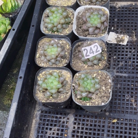 242姬雨露锦如图东北不拍货