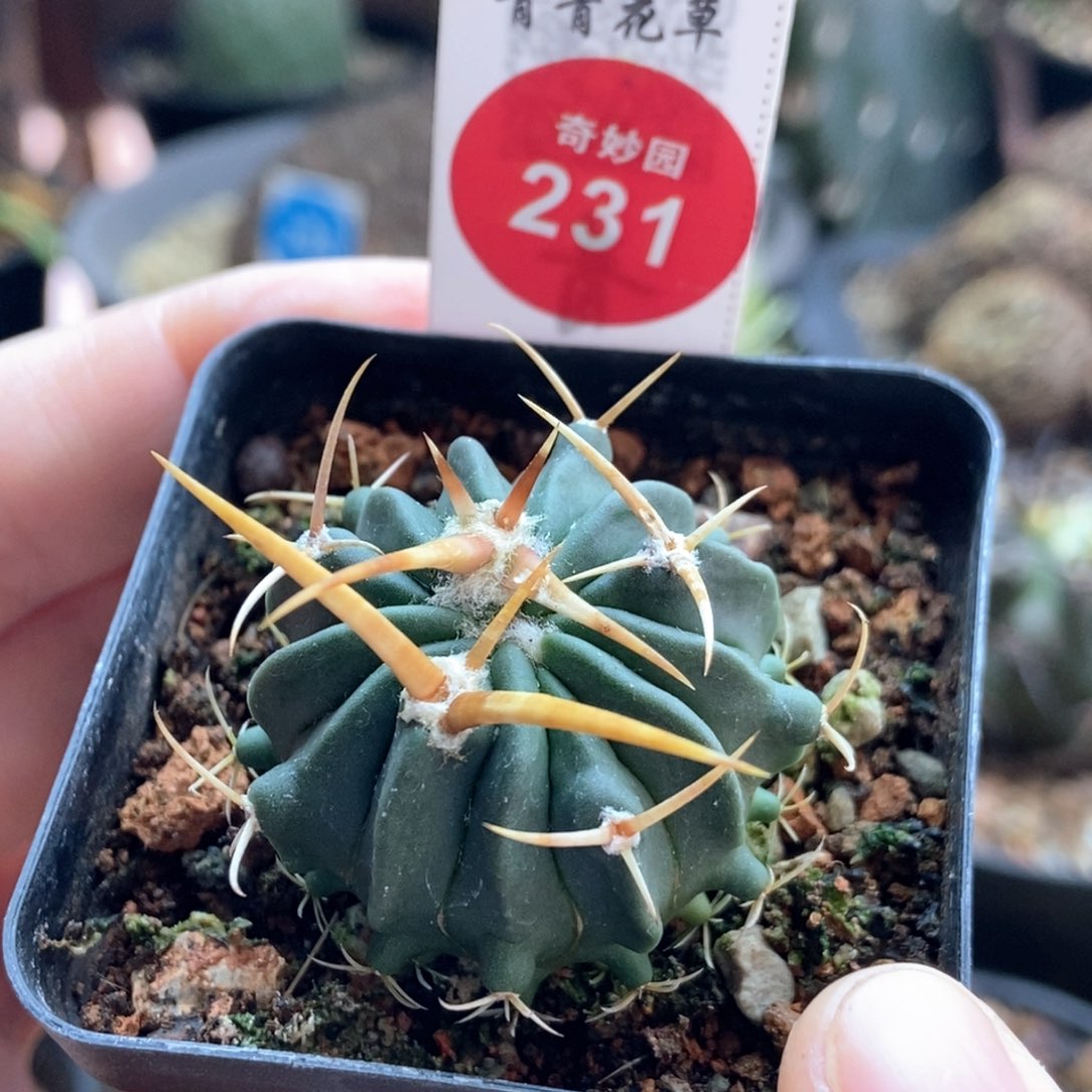 实生豪刺龙剑丸3.4cm